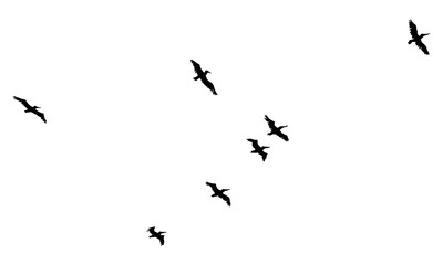 A Hand Drawn Flock of Flying Birds. Monochrome Bird Silhouettes. Design for an invitation, greeting, comicbook, illustration, card, postcard. Illustration isolated on a white background. Vector