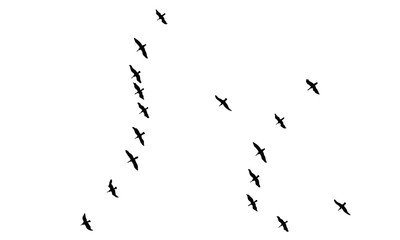 A Hand Drawn Flock of Flying Birds. Monochrome Bird Silhouettes. Design for an invitation, greeting, comicbook, illustration, card, postcard. Illustration isolated on a white background. Vector