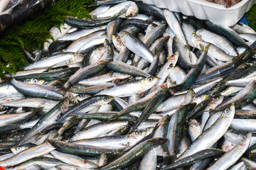 Obraz premium Istanbul, Turkey, 20.12.2019: Fresh seafood on the counter top of the fish market, for sale