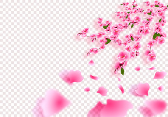 Sakura is gorgeous. Cherry branches with delicate flowers, leaves and buds in perspective with shadow. On a transparent background. illustration