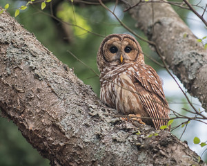 Barred Owl perched in tree looking at camera.