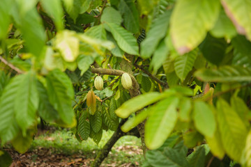 Fruit et cacaotier