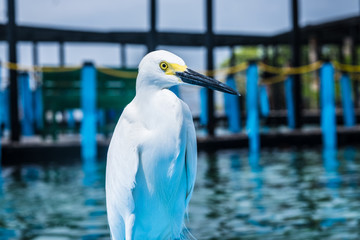 Snowy egret at the water in Colombia