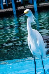 Snowy egret at the water in Colombia