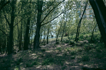 Naklejka premium Green leaves of a tree in daylight in spring