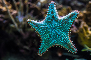 Starfish against aquarium glass