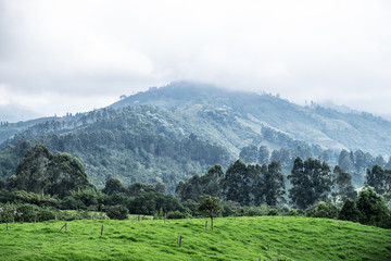Fototapeta na wymiar Misty mountain in Valle del Cocora, Colombia