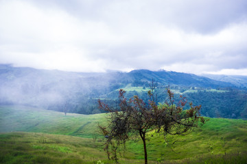 Misty mountain with tree in Valle del Cocora, Colombia