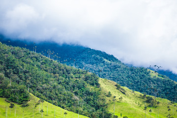 Misty mountain in Valle del Cocora, Colombia