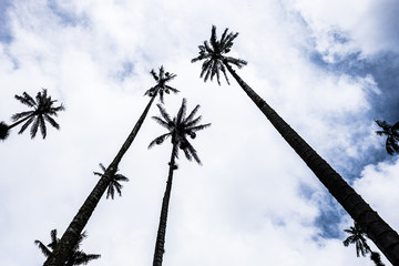 Wax palm trees in Valle de Cocora, Colombia