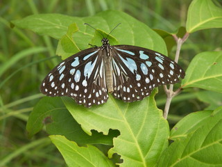 butterfly on green leaf