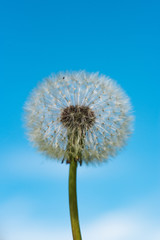 Dandelion on sky