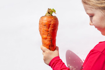 Ugly food. Big deformed organic carrot in child's hand on white background isolated. Bright juicy...