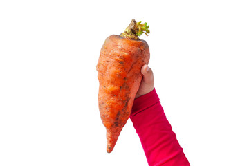 Ugly food. Big deformed organic carrot in child's hand on white background isolated. Bright juicy...