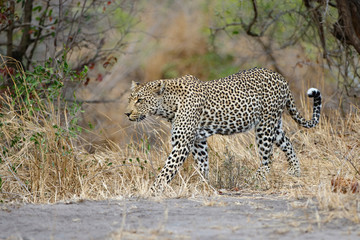 Female leopard walking in Sabi Sands Game Reserve in the Greater Kruger Region in South Africa