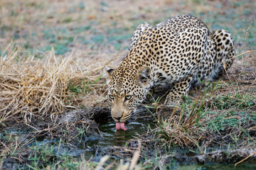 Female leopard drinking water in Sabi Sands Game Reserve in the Greater Kruger Region in South Africa