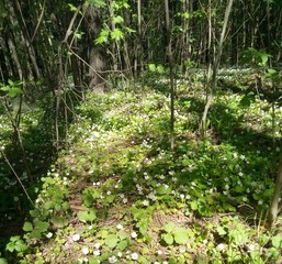 green forest in spring