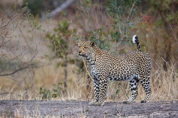 Female leopard watching around in Sabi Sands Game Reserve in the Greater Kruger Region in South Africa