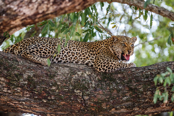 Angry female leopard resting in a tree in Sabi Sands Game Reserve in the Greater Kruger Region in South Africa