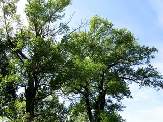 A view of the beautiful green leafy poplars during the spring season