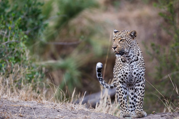 Female leopard watching around in Sabi Sands Game Reserve in the Greater Kruger Region in South Africa