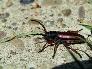 Morimus funereus close-up as he exits the lawn onto the trail
