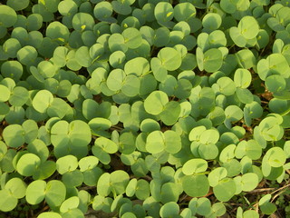 close up of green leaves