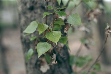 Green leaves of a tree in daylight in spring