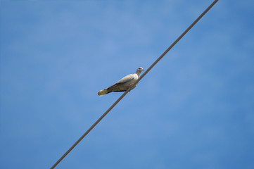 pigeon