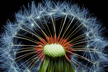 Close-up of dandelion seeds on a dark background