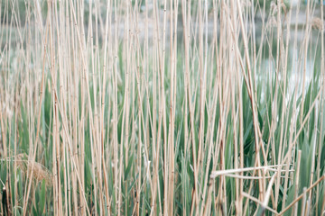 Green leaves of a tree in daylight in spring