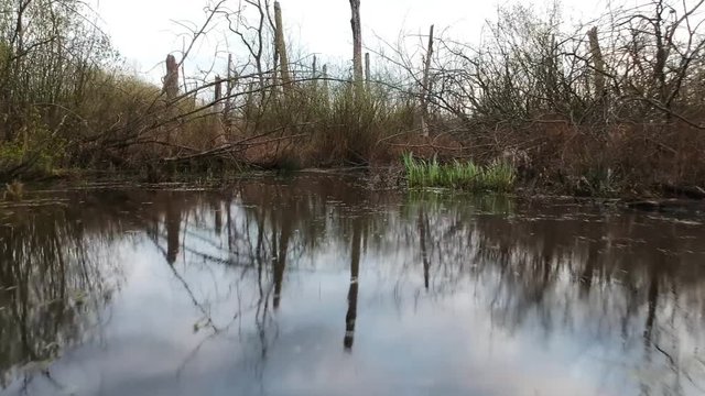 Low to the ground fly-over drone shot of swampland in cutdown forest