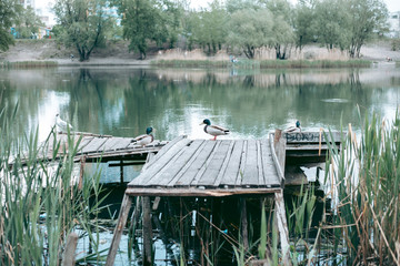 Duck sits on a pier by the lake