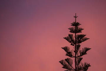 Parte alta de pino con atardecer de fondo. 