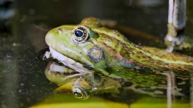 close-up view of green frog in calm pond