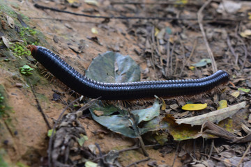 Milipedes on the ground