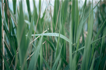 Green leaves of a tree in daylight in spring