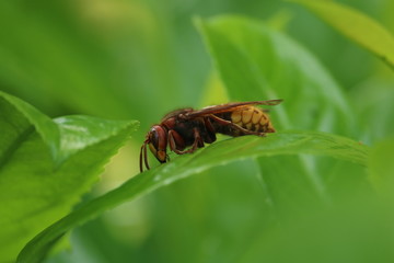 frelon européen profil