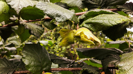 Hazelnut tree