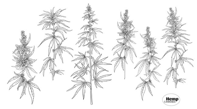 Hemp, cannabis plant. Set of elements for design. Color vector illustration. In botanical style, outline Isolated on white background..