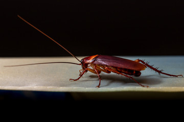The red female cockroach on the cloth at night.