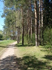 path in the woods