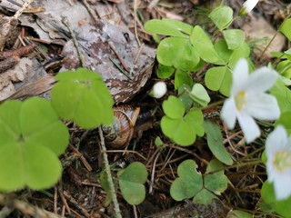 snail with flowers in the forest