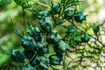 Fruits of thuja