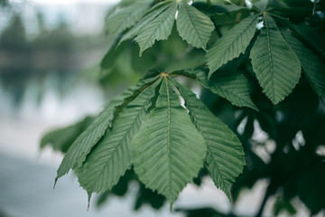 Green leaves of a tree in daylight in spring