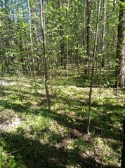 Obraz premium trees in the forest