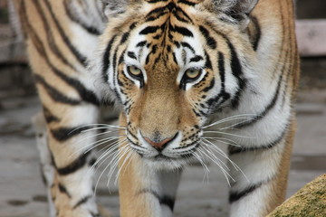 Fototapeta na wymiar portrait of a bengal tiger