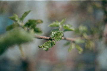 Green leaves of a tree in daylight in spring