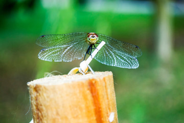 Dragonfly