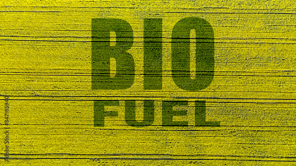 Poster Rapeseed or Canola Plantation. Bio Fuel or Bio Oil Production. Aerial Drone View